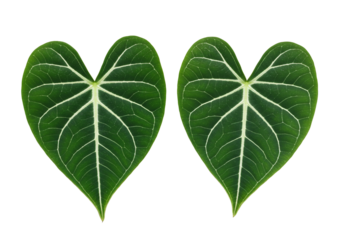 Anthurium leaves in heart shape botanical foliage green plant isolated on transparent background