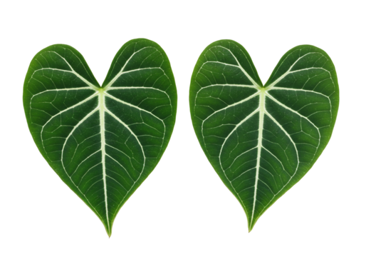 Anthurium leaves in heart shape botanical foliage green plant isolated on transparent background