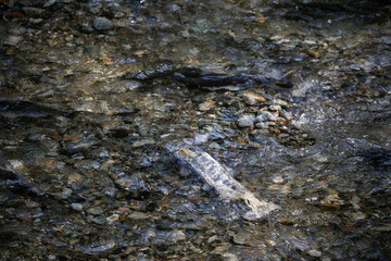 Salmon spawning in the late summer