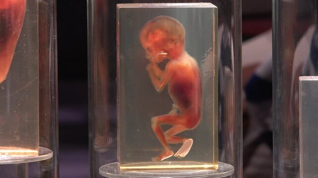 Baby fetus on display at science lab 4k