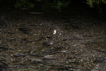 Salmon spawning in the late summer
