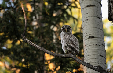Great grey owl fledgling