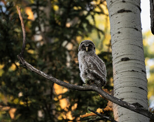 Great grey owl fledgling