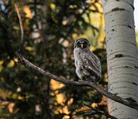 Great grey owl fledgling