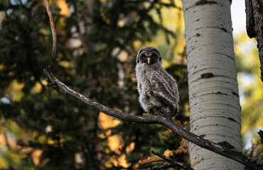 Great grey owl fledgling