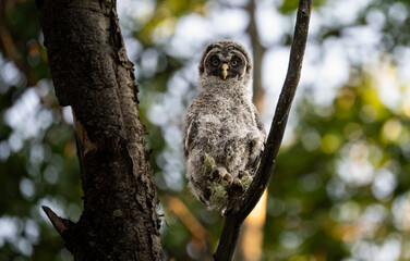 Great grey owl fledgling
