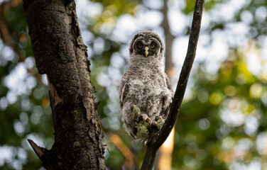 Great grey owl fledgling