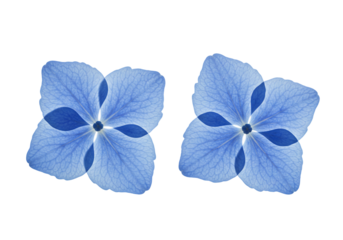Blue flowers isolated on transparent background botanical display