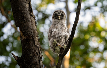 Great grey owl fledgling