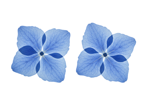 Blue flowers isolated on transparent background botanical display - Powered by Adobe