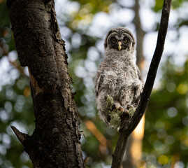 Great grey owl fledgling