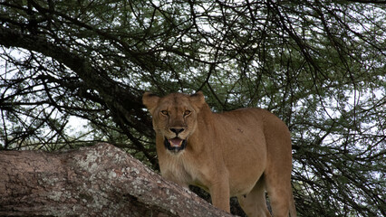 Lioness looking out from acacia tree in Serengeti, Tanzania (Panthera leo)
