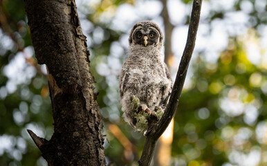 Great grey owl fledgling