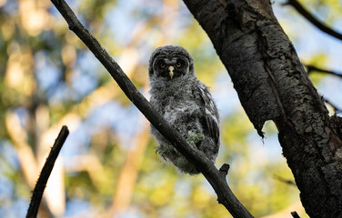 Great grey owl fledgling
