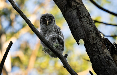 Great grey owl fledgling