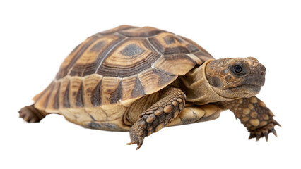 Obraz premium A greek tortoise isolated on white background as transparent PNG