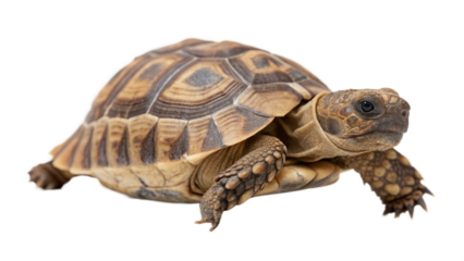 A greek tortoise isolated on white background as transparent PNG