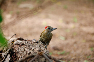Brazilian woodpecker feeding on a tree trunk