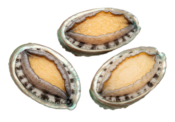 Close up of fresh abalone shells on transparent background