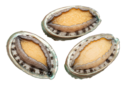 Close up of fresh abalone shells on transparent background