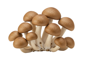Cluster of brown beech mushrooms against transparent background food ingredient