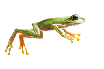 Obraz premium Vibrant green frog with orange-tipped toes in mid-leap, showcasing its striking features and agility.