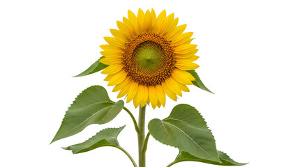 Sunflower &ndash; Isolated on Transparent Background