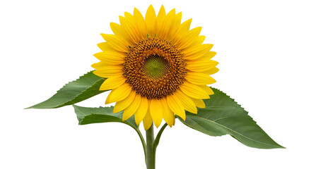 Fototapeta premium Sunflower – Isolated on Transparent Background