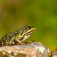 Close-up of a frog on a rock