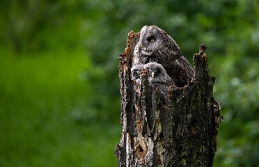 Obraz premium Great grey owl in the spring