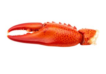 Cooked seafood claw isolated transparent background appetizing gourmet food delicacy