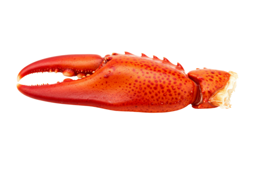 Cooked seafood claw isolated transparent background appetizing gourmet food delicacy