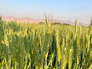 Closeup view of green wheat ears swaying gently in a sunlit agricultural field