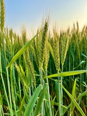 Green wheat ears closeup in a vast field, with soft sunlight illuminating the stalks and leaves