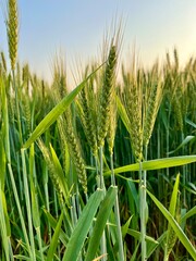 Focus on lush green wheat ears in a sundrenched field, with a blurred background of more crops