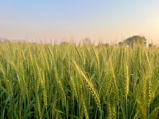 Naklejka premium Closeup view of a lush green wheat field under a clear blue sky, showcasing agricultural abundance and natural beauty