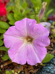 Lilac flower close-up with water droplets