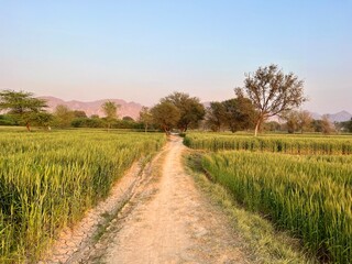 Fototapeta premium A dirt path leads through a lush green wheat field towards distant trees and mountains under a clear blue sky