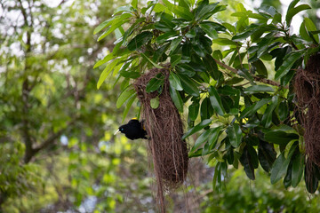 Brazilian xexéu bird in its nest in the Pantanal