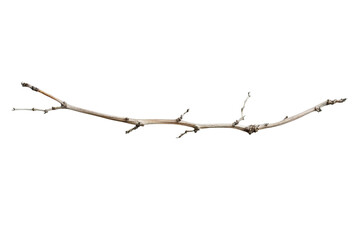 A bare, slender twig rests against a light background, showcasing its natural texture.
