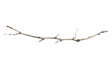 A bare, slender twig rests against a light background, showcasing its natural texture.