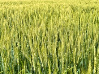 Closeup view of a lush green wheat field with golden sunlight illuminating the stalks