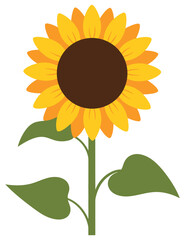 Sunflower vector illustration in flat style with bright yellow petals green leaves and brown center depicted as a decorative summer flower for nature botanical or gardening designs creative projects
