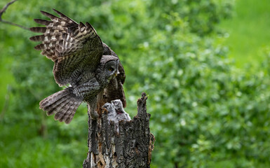Great grey owl family in the spring