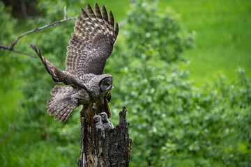 Great grey owl family in the spring