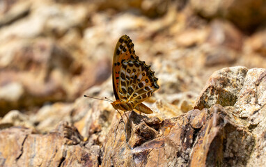 Butterfly Argynnis hyperbius