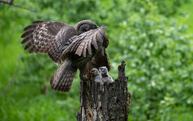Great grey owl family in the spring