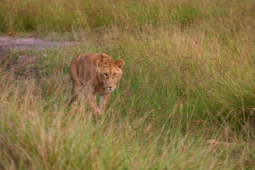 Lone lion photographed on an African Safari
