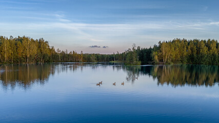 Ducks Swimming on Finnish Lake with Forest Reflection in Summer