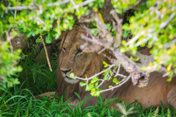 Lone lion photographed on an African Safari